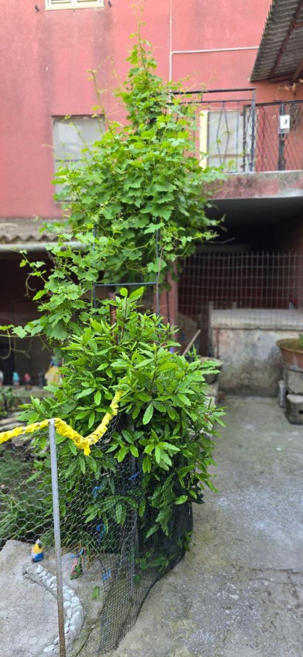 Appartamento In Casa Con Cortili Ad Arbus - Sardegna מראה חיצוני תמונה